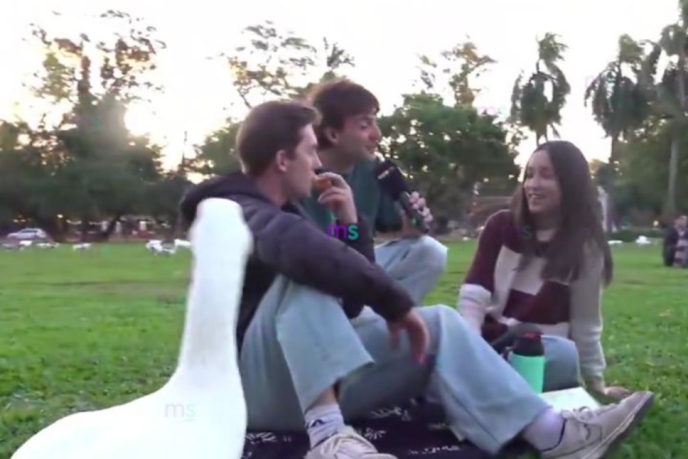 Viral e insólito: un ganso se llevó el protagonismo en un móvil de Luzu